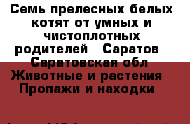 Семь прелесных белых котят от умных и чистоплотных родителей — Саратов - Саратовская обл. Животные и растения » Пропажи и находки   
